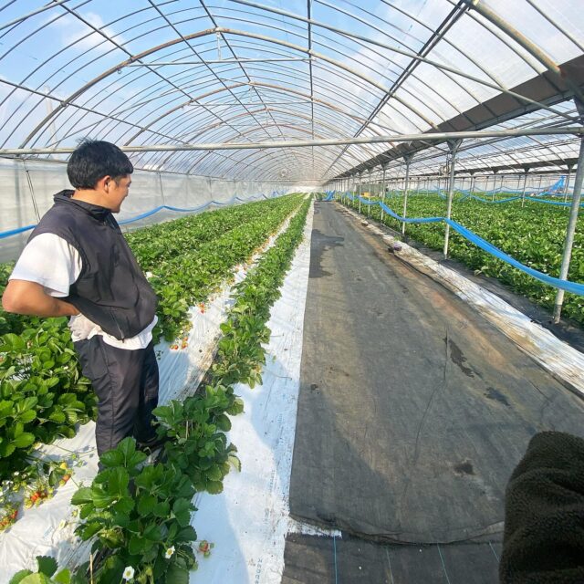 阿蘇山近くのいちご農園🍓
最高の苺です。

#高藤農園